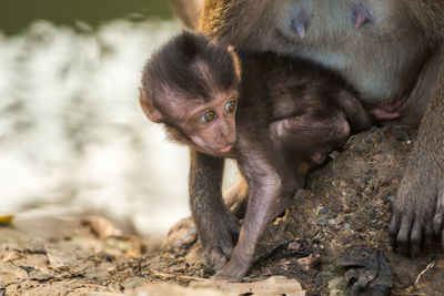 Close-up of monkey on field