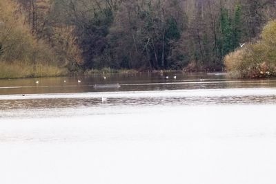 Scenic view of lake in forest during winter