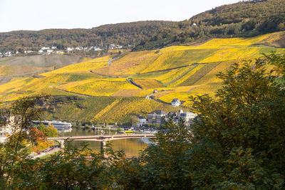 Scenic view at bernkastel-kues and the river moselle valley in autumn with multi colored landscape