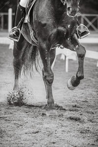 Horse standing on field