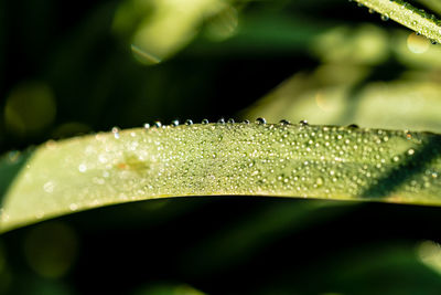 Close-up of water drops on leaf