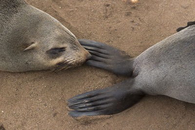 Close-up of an animal sleeping on sand at beach