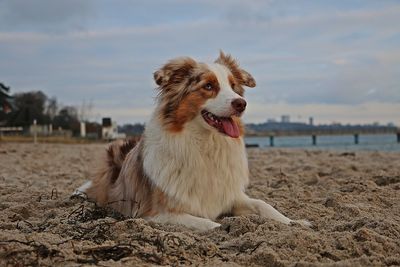 Dog looking away while sitting on sand