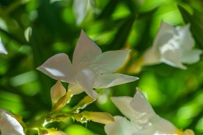 Close-up of white flowering plant