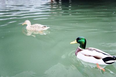 Bird flying over calm lake