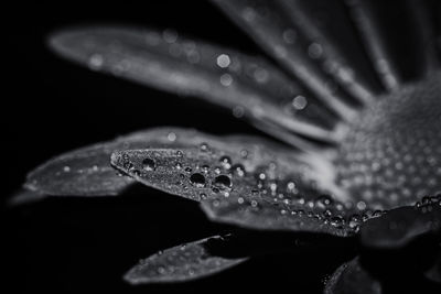 black and white