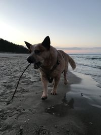 Dog on the beach