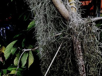 Close-up of tree roots