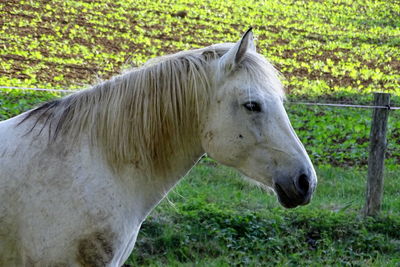 Side view of horse on field