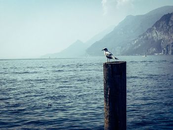 Seagull perching on wooden post in sea