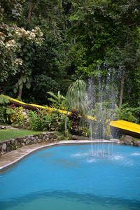 Swimming pool by trees