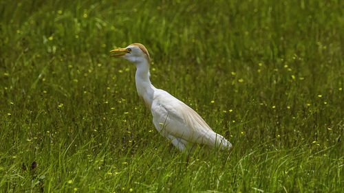 View of white bird on grass