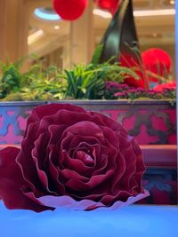 Close-up of rose bouquet