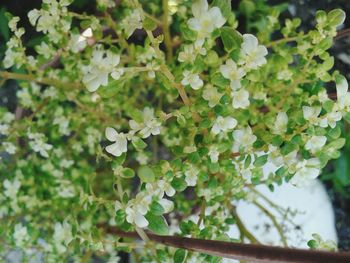 Close-up of flowers