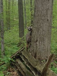 Cat on tree trunk in forest