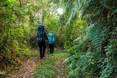 Rear view of people walking on footpath in forest