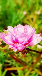 Close-up of pink flowers