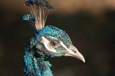 Close-up of a peacock