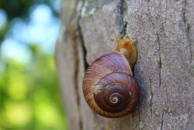 Close-up of snail on tree trunk