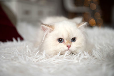 Cute long-haired british white kitten is lying on the bed near the christmas tree