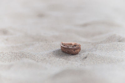 Close-up of bread on sand