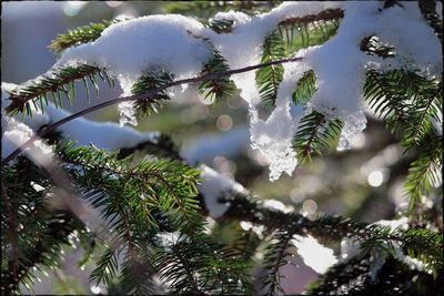 Close-up of snow covered plant