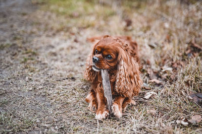 Portrait of dog on field