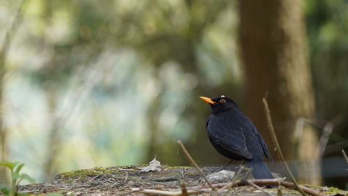 Close-up of bird perching on wood