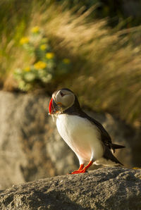 Puffin holding prey while perching on rock