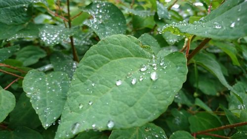 Close-up of water drops on leaves