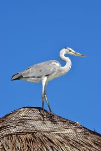 Low angle view of bird perching on wooden post against blue sky