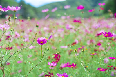 Autumn in japan. cosmos in full bloom.