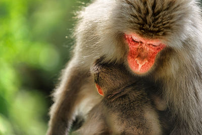 Close-up of a monkey