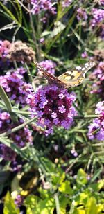 Close-up of butterfly on purple flowering plant