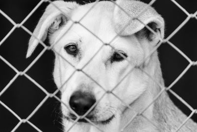 Portrait of dog in cage