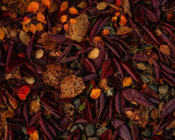 Full frame shot of dry leaves