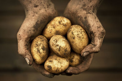 Hands holding potatoes, studio shot