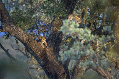 Leopard and cub sitting on tree trunk