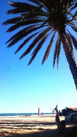 Palm trees on beach