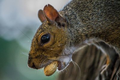 Close-up of squirrel