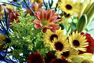 Close-up of multi colored flowering plants
