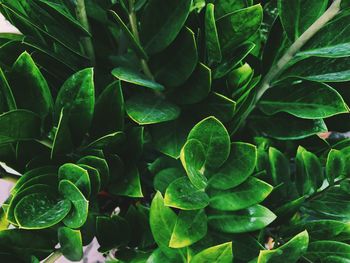 Full frame shot of green leaves