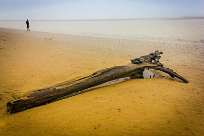 Driftwood on beach