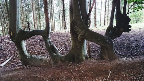 Trees in forest