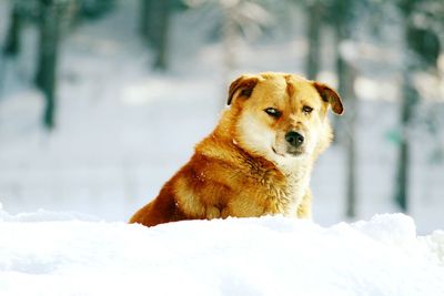 Portrait of dog on snow