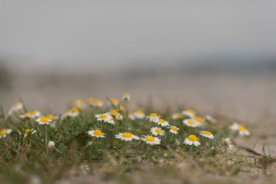 Close-up of yellow flowering plants on field