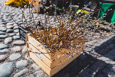 Catkins for sale at market place