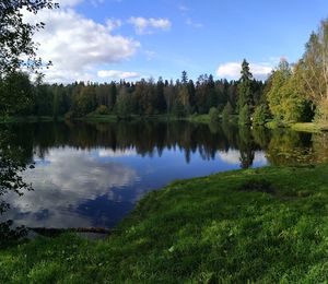 Reflection of trees in calm lake