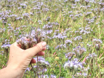 Cropped image of hand holding small purple flowers on field