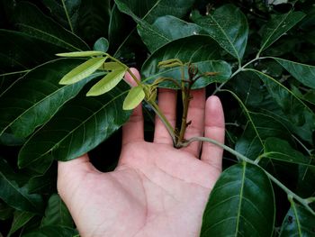 Close-up of hand holding plants